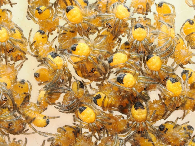 A close-up view of numerous bright yellow spiderlings with black markings clustered together on a light background.