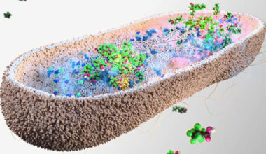 Gut Bacteria Found to Soak Up Toxic Forever Chemicals : ScienceAlert