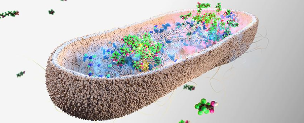 Gut Bacteria Found to Soak Up Toxic Forever Chemicals : ScienceAlert