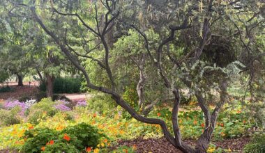Catch your breath at the Trees for Health Garden