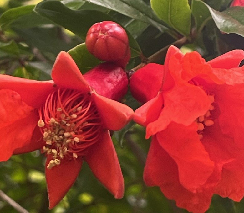 Plant in Balboa Park