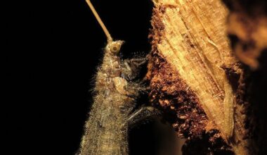 Silent but deadly: Meet the animal that farts its prey to death by releasing an intoxicating cloud of gas