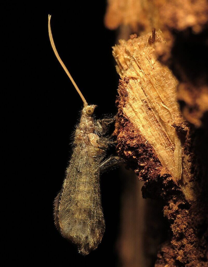 Silent but deadly: Meet the animal that farts its prey to death by releasing an intoxicating cloud of gas