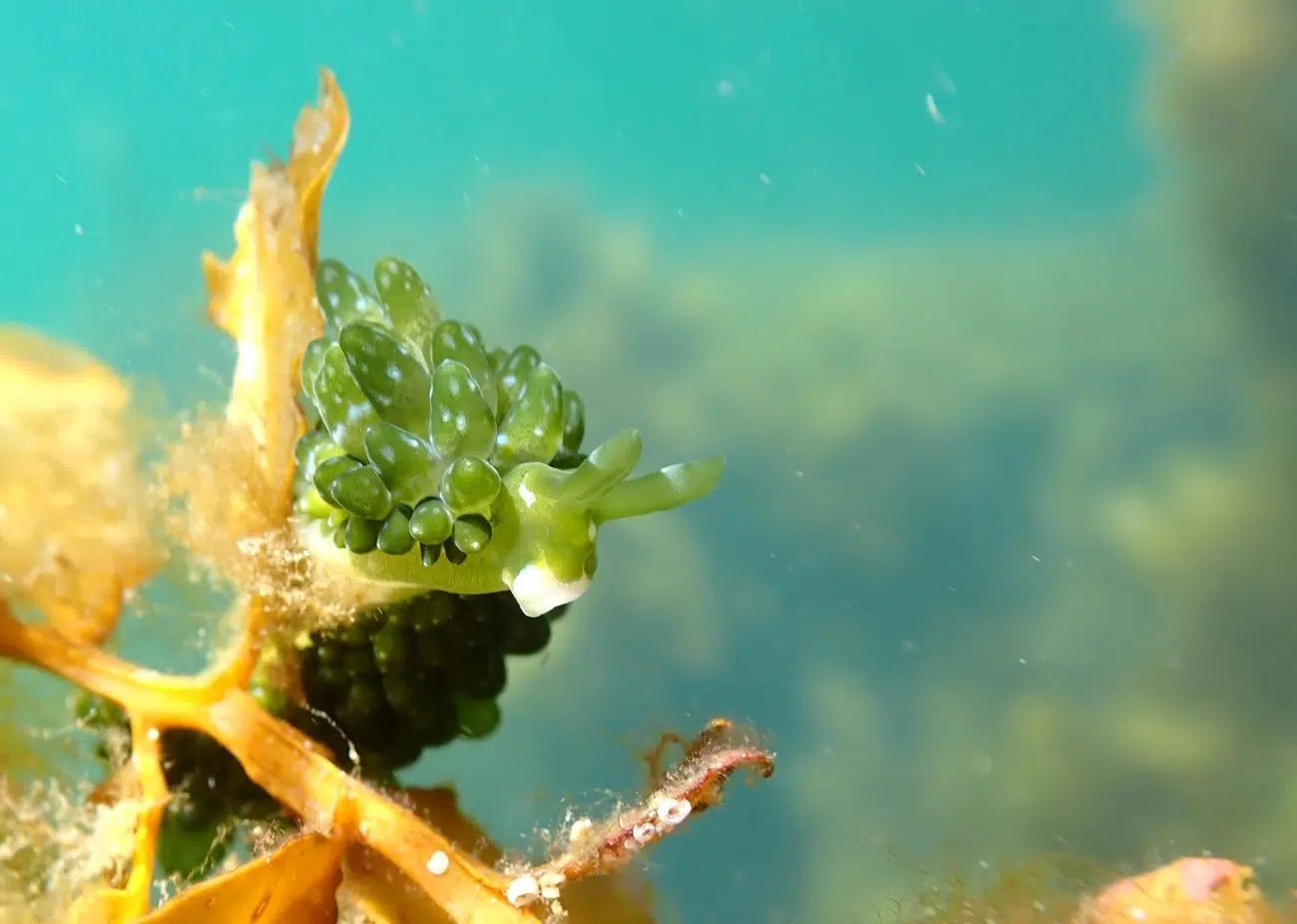 Cactus sea slug
