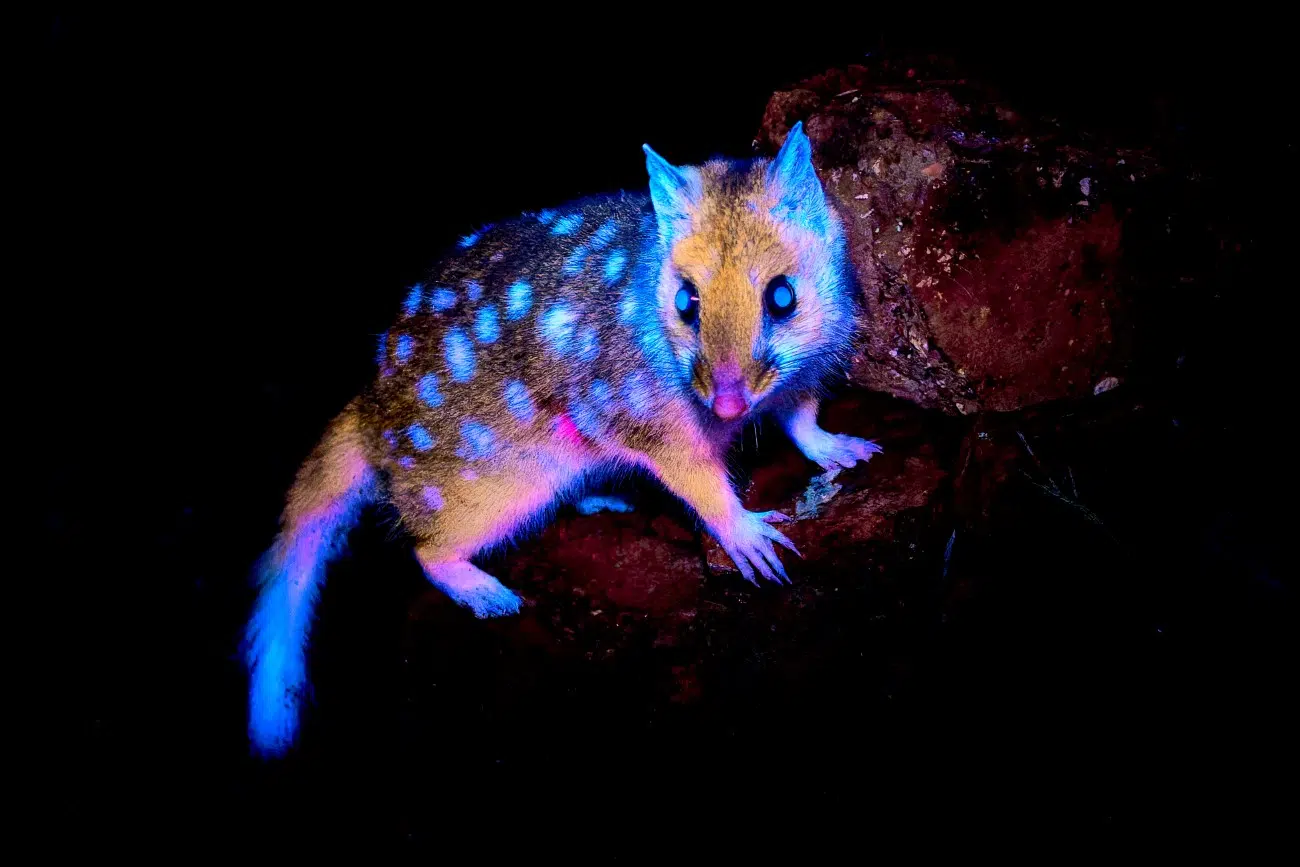Eastern quolls biofluorescence
