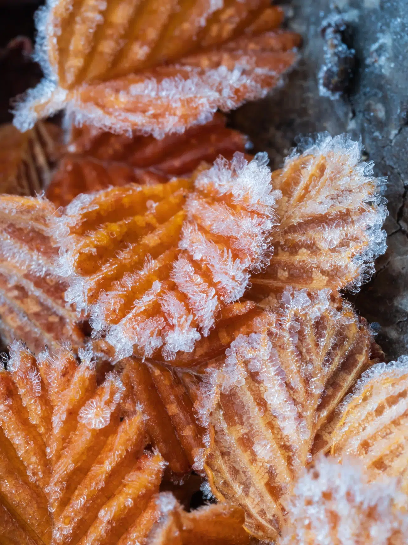 Ice crystals on the leaves of fallen Nothofagus gunnii leaves