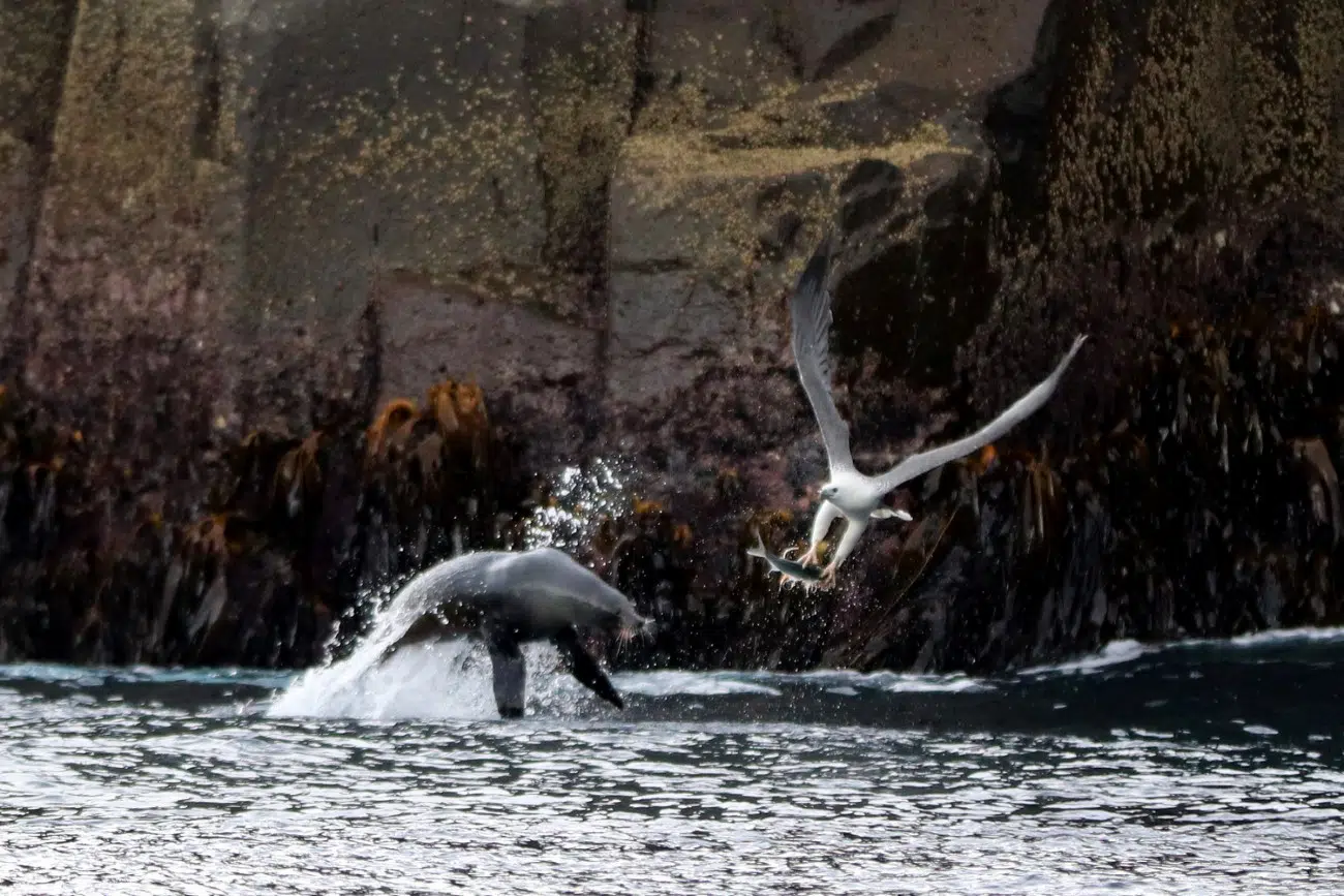 White bellied sea eagle stealing the fish out of the jaws of the fur seal