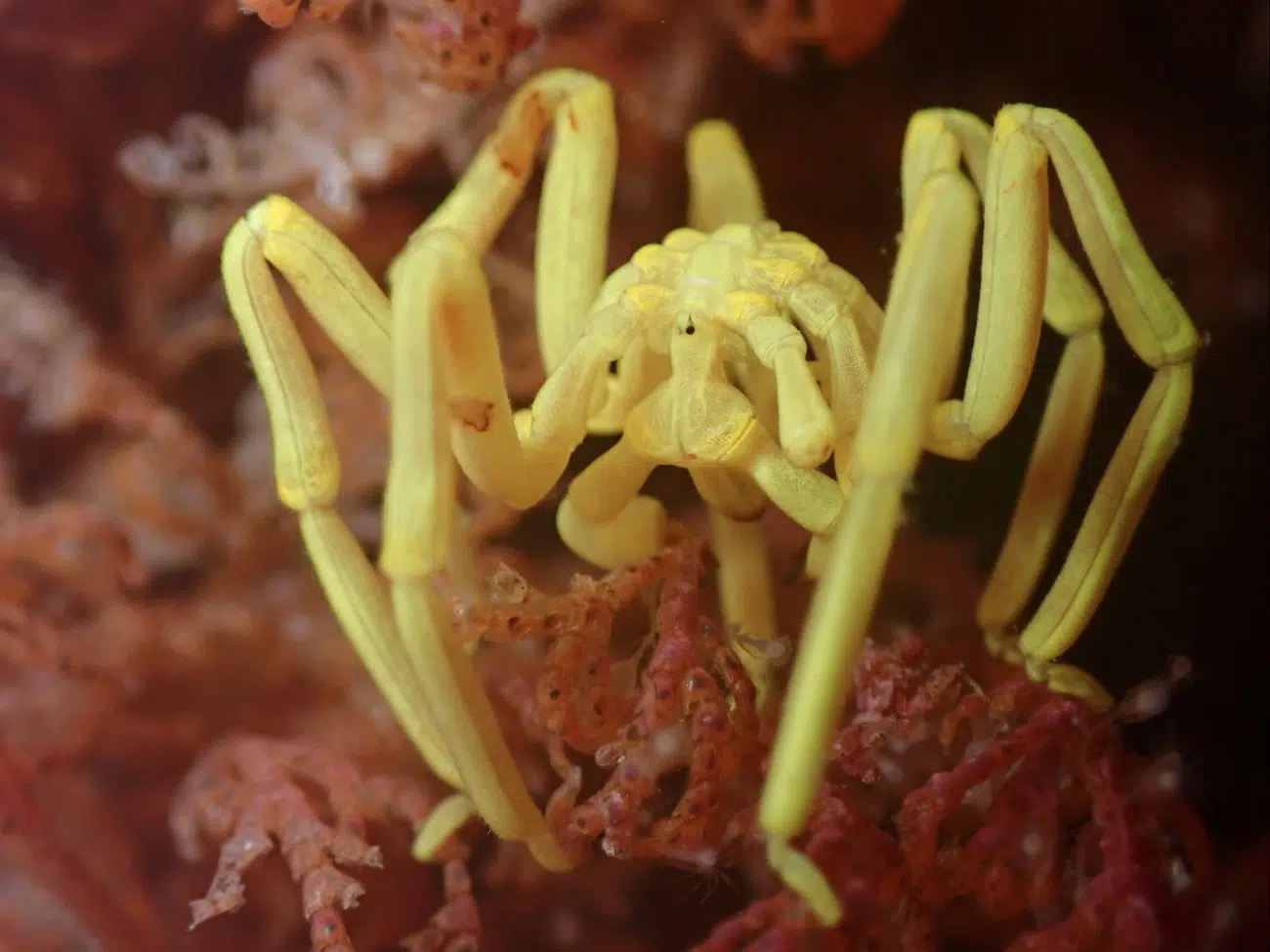 Sea spider, Pallenella ambigua