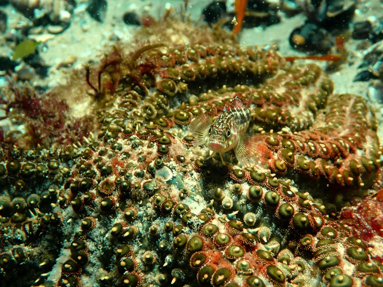 Variable triplefin