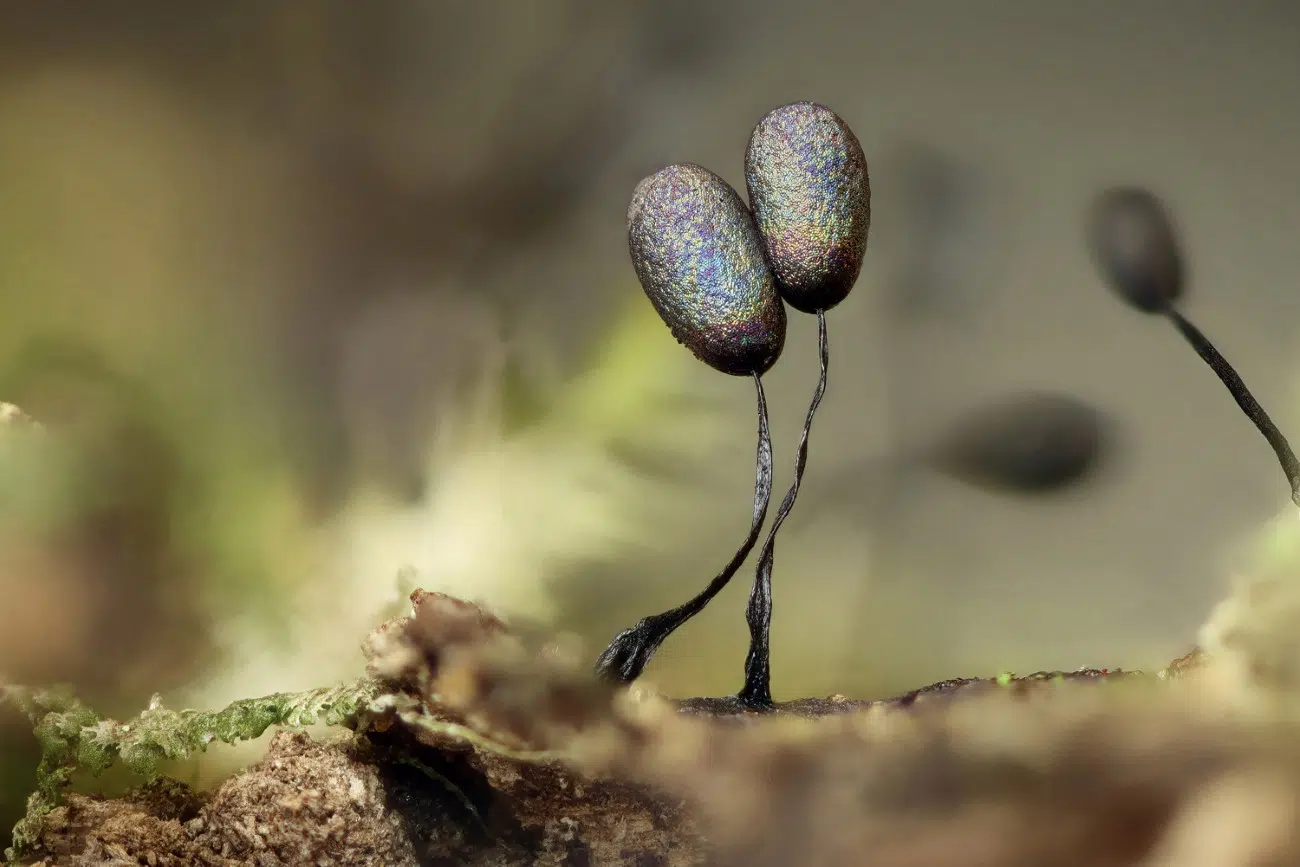 3 mm tall Lamproderma gracile slime mould