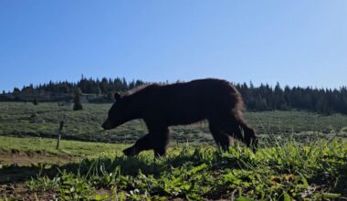Black bear relocated from north Sheridan