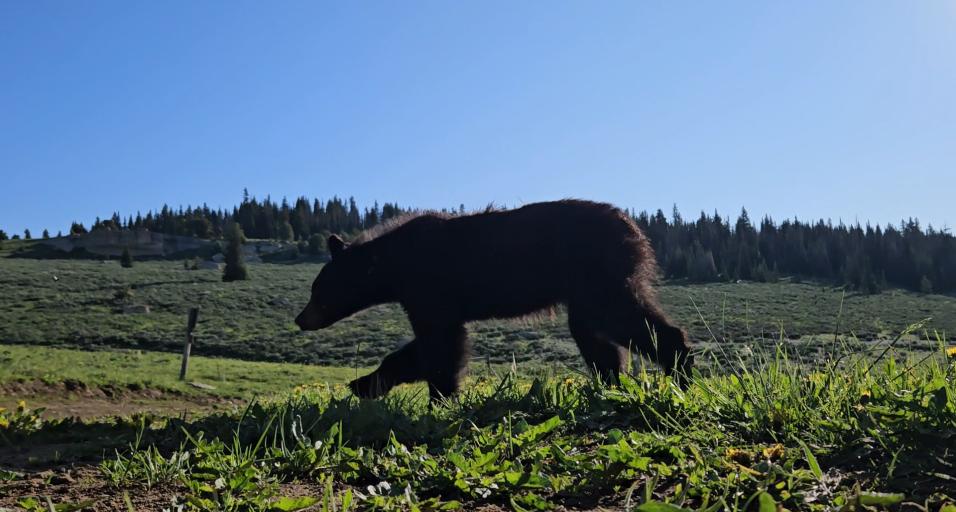 Black bear relocated from north Sheridan