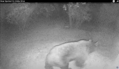 Bear Caught On Security Camera On Gibbs Drive