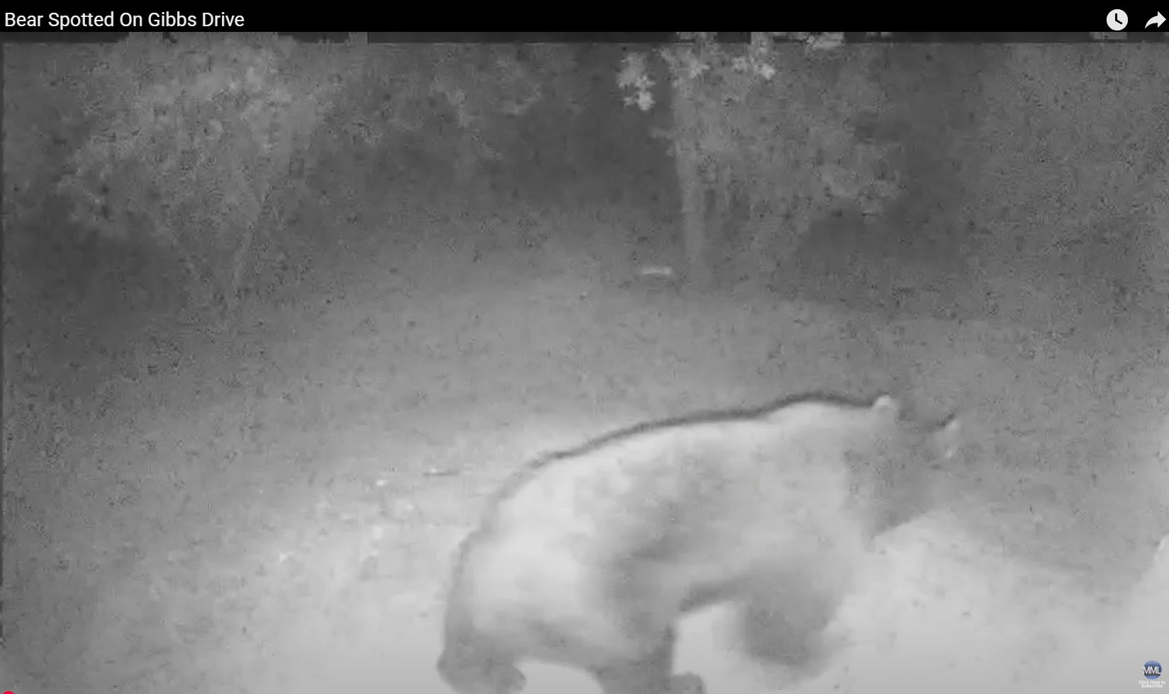 Bear Caught On Security Camera On Gibbs Drive