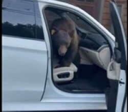"Conflict" bear killed by CDFW near the Meeks Bay area