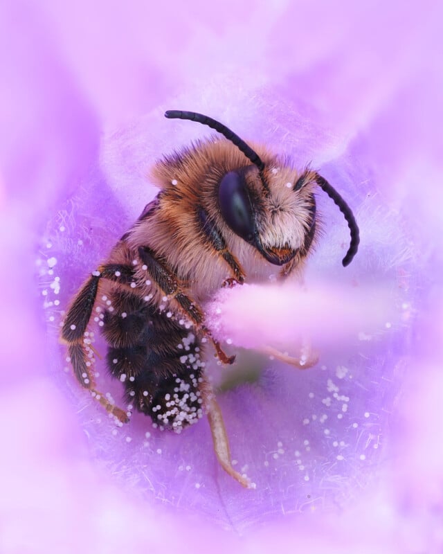 A close-up of a bee covered in pollen inside a purple flower, with delicate petals surrounding the insect and pollen grains visible on its body and legs.