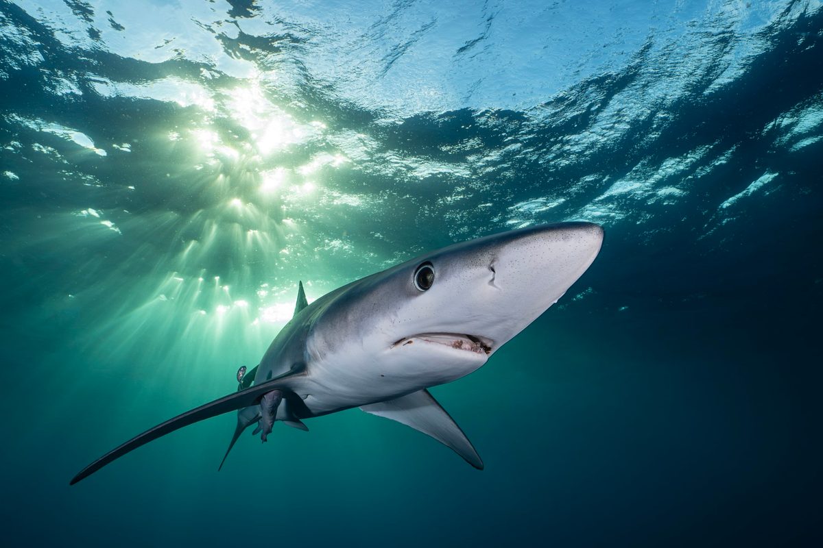 Blue, green and even gold – this shark uses crystals to change colour, new study finds