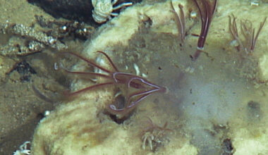 Bone-Eating Worms Have Lurked in The Ocean For 100 Million Years : ScienceAlert