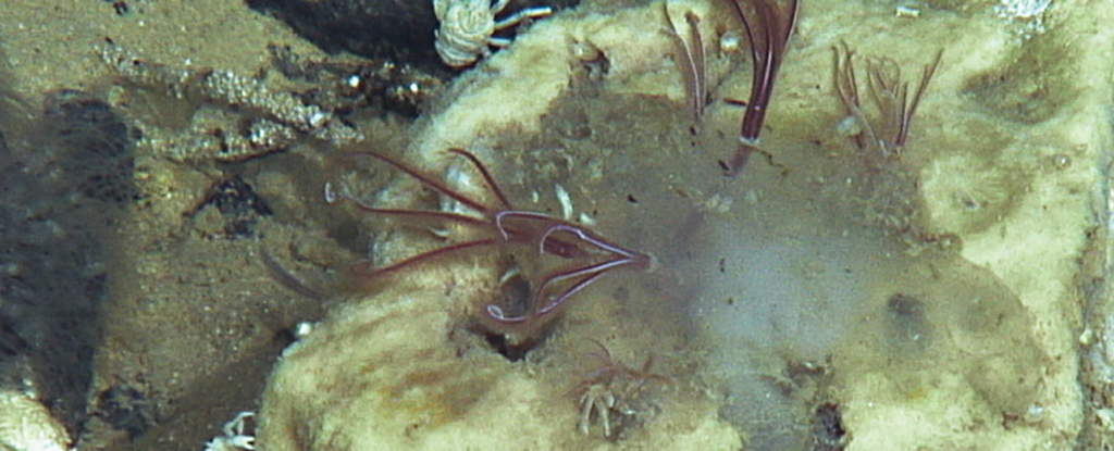 Bone-Eating Worms Have Lurked in The Ocean For 100 Million Years : ScienceAlert