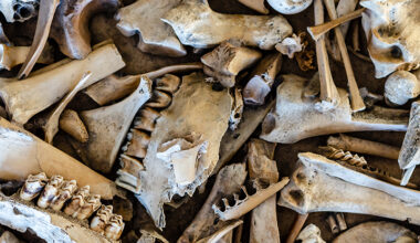 Ancient Neanderthal 'Fat Factory' Reveals How Advanced They Really Were : ScienceAlert