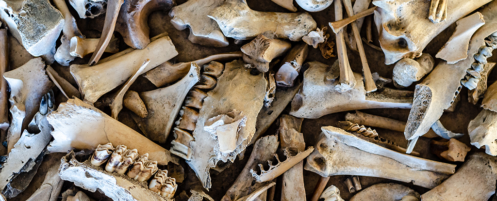 Ancient Neanderthal 'Fat Factory' Reveals How Advanced They Really Were : ScienceAlert