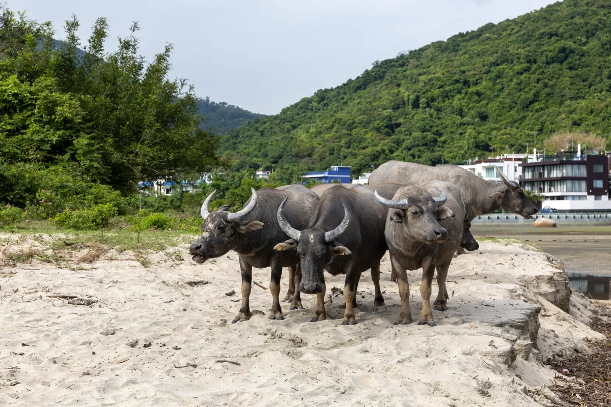 Buffalo in Pui O in southern Lantau Island, Hong Kong