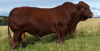 South Africa resumes animal genetic material exports