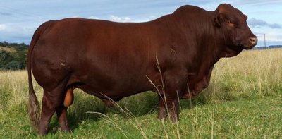 South Africa resumes animal genetic material exports