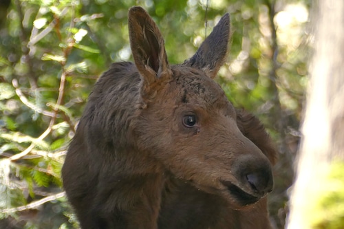 Isle Royale moose