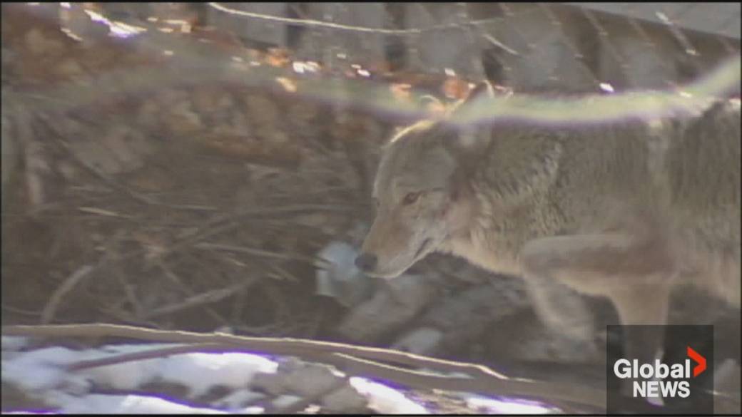 Click to play video: 'Toronto’s deputy mayor presents downtown plan to attack coyote incidents'