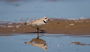 Piping plovers Monty and Rose force cancellation of Mamby on the Beach on Montrose Beach