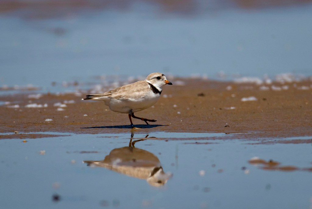 Piping plovers Monty and Rose force cancellation of Mamby on the Beach on Montrose Beach