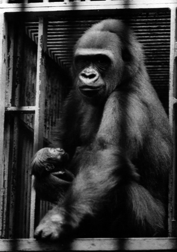 The first gorilla born in Lincoln Park Zoo's 102-year history, Kumba, is held by her 9-year-old mother, Mumbi, on July 23, 1970. The infant gorilla weighed about three and a half pounds at birth. (Charles Osgood/Chicago Tribune)