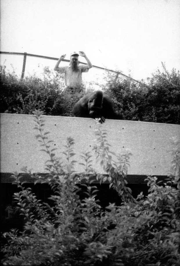 Otto, a gorilla at Lincoln Park Zoo, and a keeper during the gorilla's escape from its outdoor habitat on July 27, 1982. (Lincoln Park Zoo)