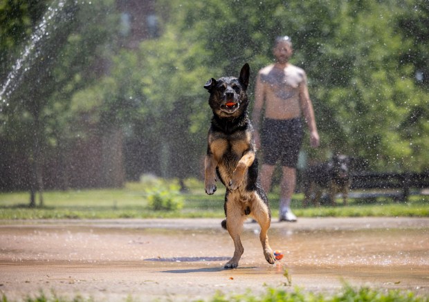 Tony Clark keeps his dog Demarco cool in the spray...