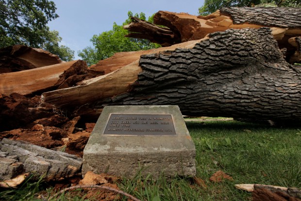 A tree recognized as the oldest in the village of Wilmette sits in pieces after it was destroyed by a fierce storm on July 11, 2011. The so-called "Bicentennial Ash" in Gillson Park existed since 1746. A plaque commemorated its status. (Terrence Antonio James/ Chicago Tribune)