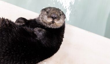 Shedd Aquarium names newest otter rescue