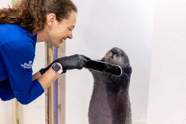Jade, the most recent addition to Shedd Aquarium's raft of rescued sea otters, pictured with Andrea Oake, manager of sea otters and sea lions at Shedd. (Brenna Hernandez/Shedd Aquarium)
