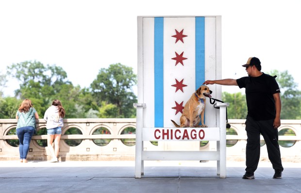 River the dog sits in an oversized Chicago-themed chair in...