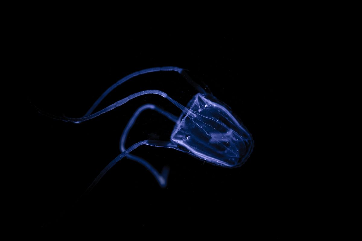 Meet the tiny, virtually invisible creature that causes blinding pain and violent illness in humans, which can lead to life-threatening complications