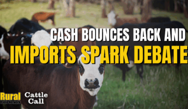 Cattle Call: Cash cattle bounce back, imports and futures spark debate