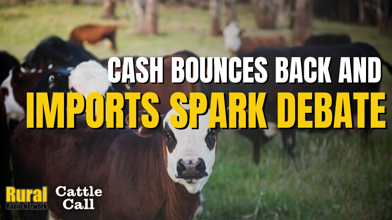 Cattle Call: Cash cattle bounce back, imports and futures spark debate