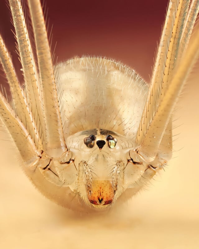 Close-up macro image of a pale spider’s face showing detailed eyes, fangs, and fine hairs on its legs and body against a soft, blurred background.