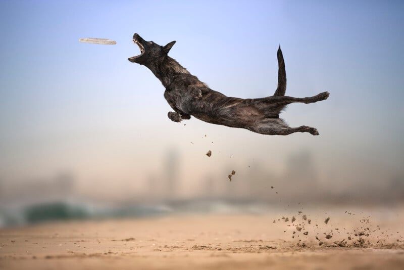 A dark-colored dog leaps in mid-air on a sandy beach, chasing a frisbee with its mouth open. Sand flies up from its paws, and the sky is blue with a blurred cityscape in the background.