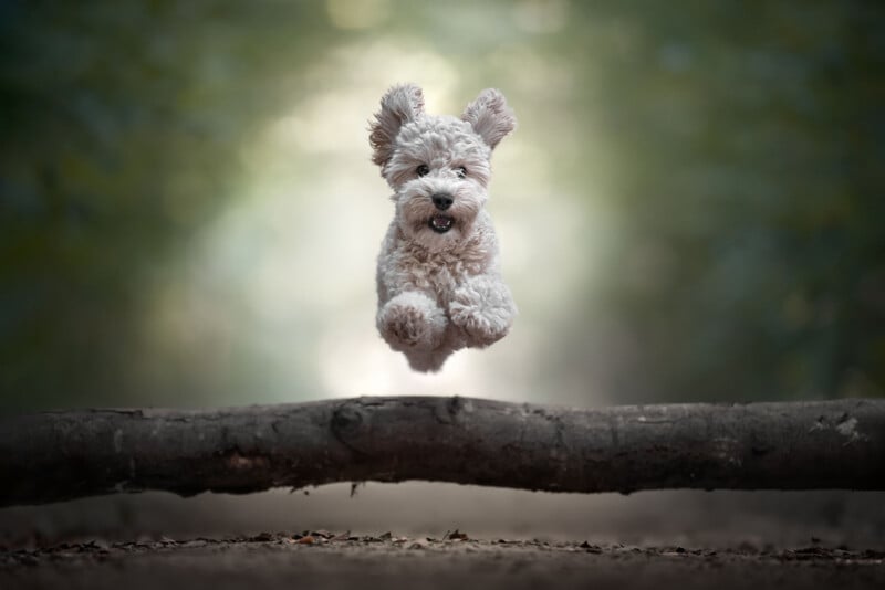 A fluffy white dog is mid-air, joyfully leaping over a fallen tree trunk in a forest with a blurred green background.
