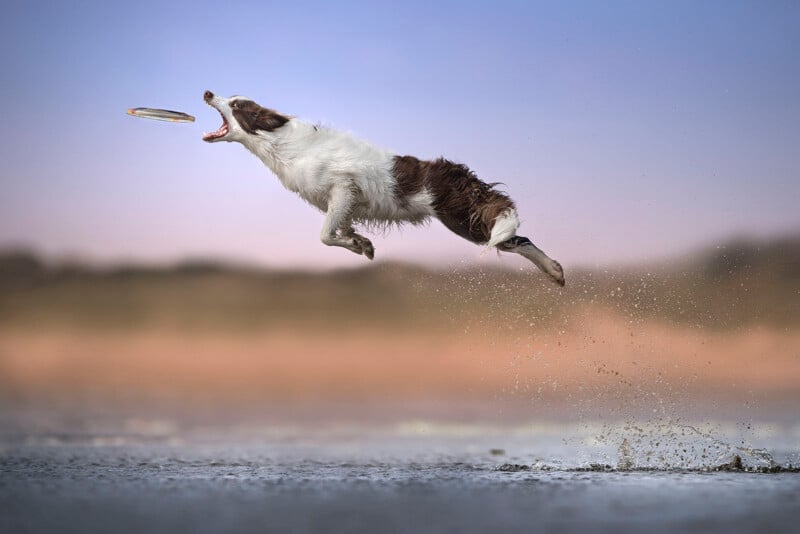 A brown and white dog leaps energetically off the ground, mouth open and eyes focused on a flying frisbee, with water splashing behind it and a blurred natural background.
