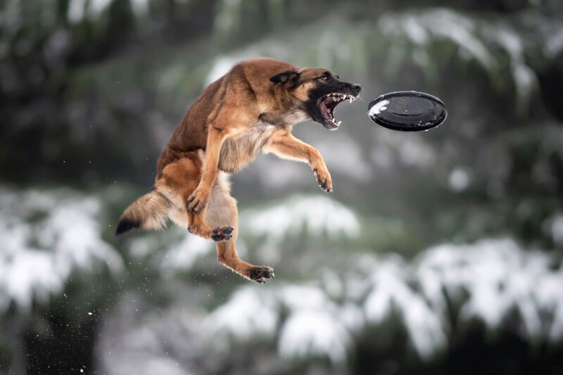A brown dog leaps mid-air with its mouth open, aiming to catch a black frisbee against a snowy, blurred background of trees.