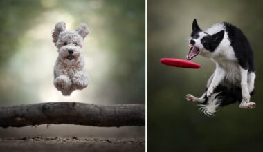 Photographer Explains How He Captures High-Octane Dog Photos