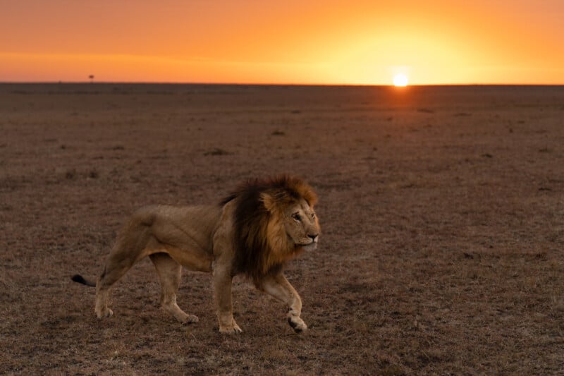A male lion walks across a dry, grassy plain at sunrise with the bright orange sun low on the horizon, casting a warm glow over the landscape.