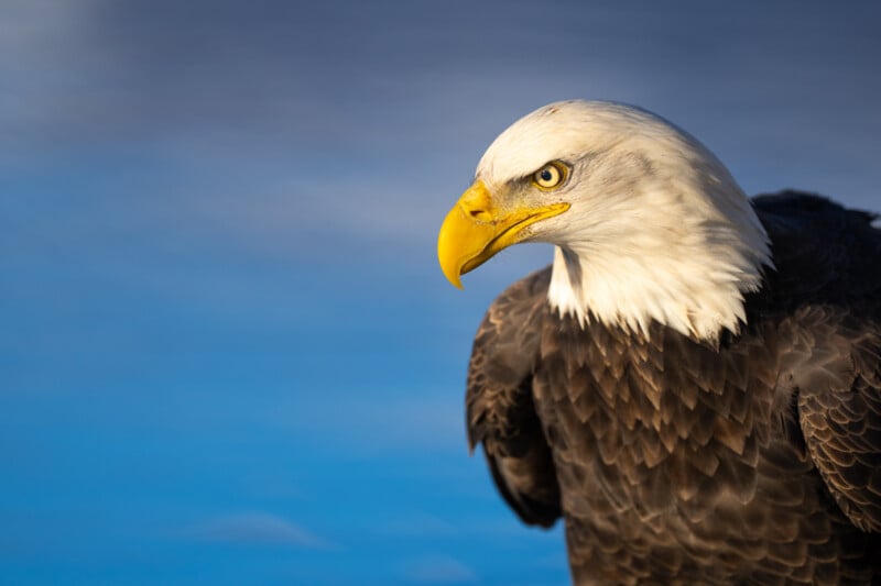 A close-up of a bald eagle with a sharp yellow beak and white head, looking to the left, against a blurred blue background.